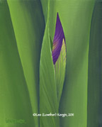 "Iris Bud" © - Original art by Lee (Lowther) Kergin