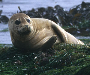 Tofino accommodation package