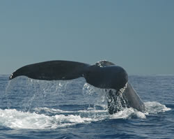 Whale Watch Plus