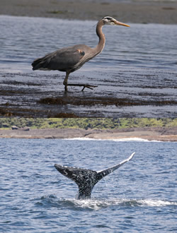 Feathers and Flukes Boat Tour