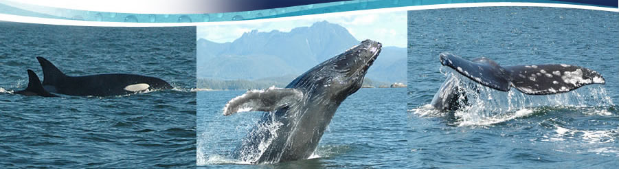 Tofino whale watching