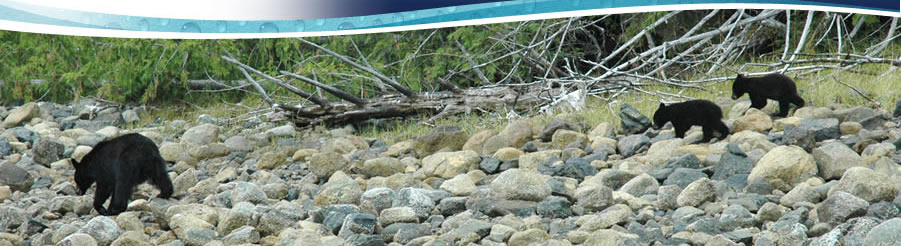 Bear watching in Clayoquot Sound