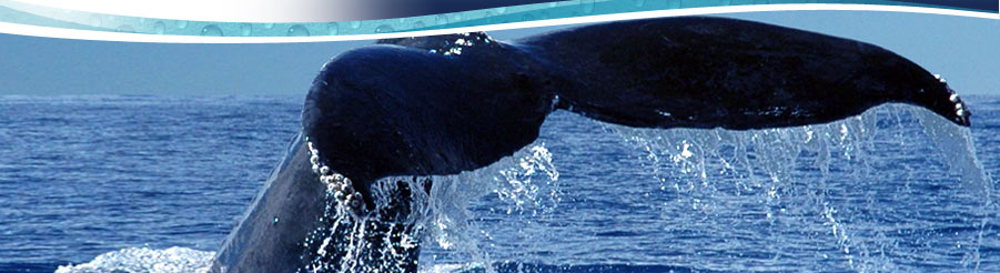 Tofino whale watching